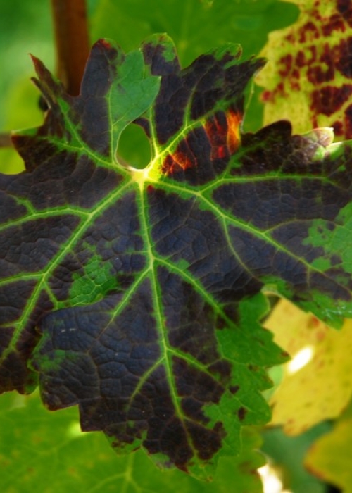 Cabernet Sauvignon Blatt 12